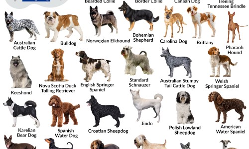 牙神经怎么治疗能吃药吗吃中成药-神经牙有中药配方吗网—知名的牙神经疼中药可以根治吗网站,分享牙神经痛的中药配方知识